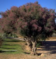 tamarix aphylla